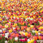 bulbs high quality flower bulbs seeds and roots for vibrant blooms in home gardens and landscapes organic bulbs premium organic bulbs seeds and roots for sustainable gardening and stunning flowers suitable for all climates