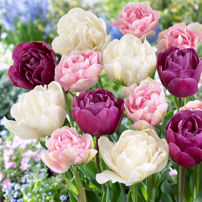 bulbs high quality flower bulbs seeds and roots for vibrant blooms in home gardens and landscapes organic bulbs premium organic bulbs seeds and roots for sustainable gardening and stunning flowers suitable for all climates