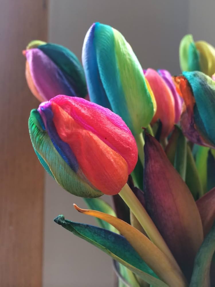 Tulip flower Tulipa spp. seeds for planting in home garden with vibrant rainbow color options - Dharaseeds