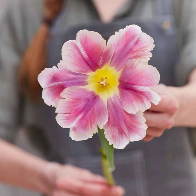 Tulip Bulbs - Mother's Day Mix