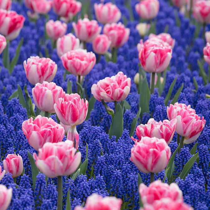 Tulip & Muscari Collection