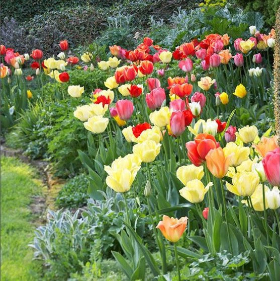 bulbs high quality flower bulbs seeds and roots for vibrant blooms in home gardens and landscapes organic bulbs premium organic bulbs seeds and roots for sustainable gardening and stunning flowers suitable for all climates