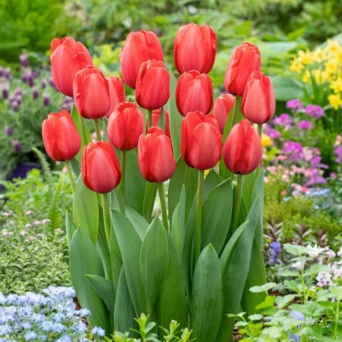 bulbs high quality flower bulbs seeds and roots for vibrant blooms in home gardens and landscapes organic bulbs premium organic bulbs seeds and roots for sustainable gardening and stunning flowers suitable for all climates