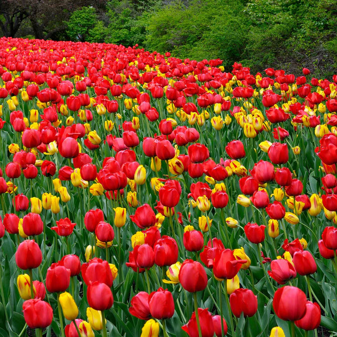 Tulip Bulbs - Red Impression