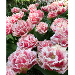 Tulip Tulipa Hybrida Double Rare Perennial Flower Seeds for Planting – Compact Variety for Bonsai and Indoor Gardens - Dharaseeds