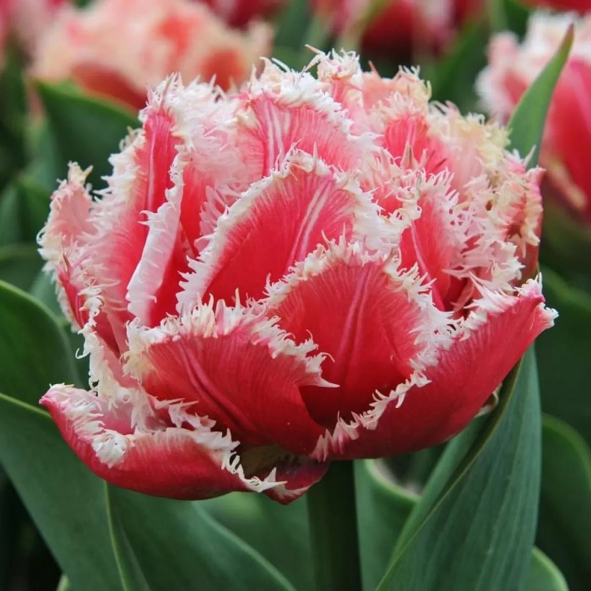Tulip Tulipa Hybrida Double Rare Perennial Flower Seeds for Planting – Compact Variety for Bonsai and Indoor Gardens - Dharaseeds