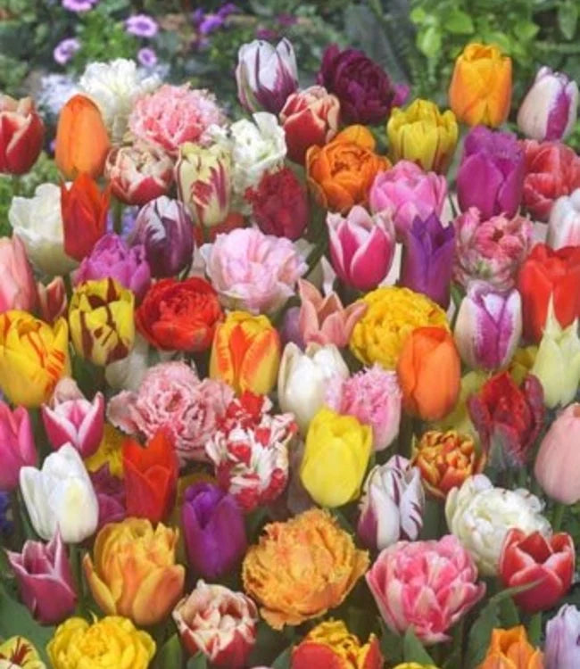 60 Days of Tulips - Long Lasting Mix