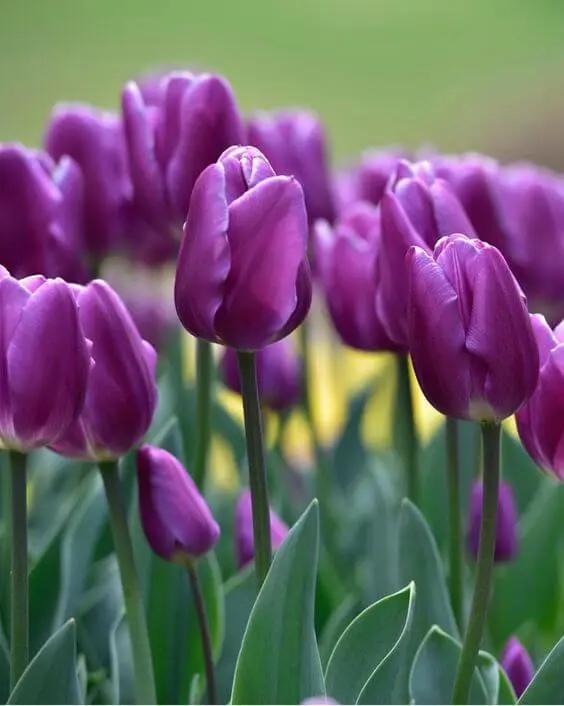 Violet Tulip Seeds for Planting – Heirloom, Non-GMO, Beautiful Garden Flowers Dhara Seeds