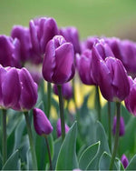 Violet Tulip Seeds for Planting – Heirloom, Non-GMO, Beautiful Garden Flowers Dhara Seeds