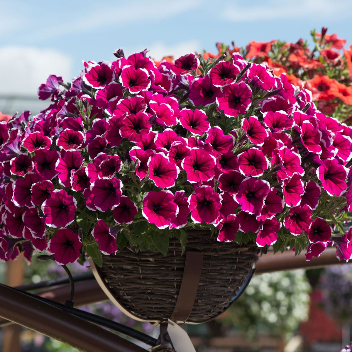 Bonsai Petunia Flower Seeds for Planting Indoor Balcony Garden