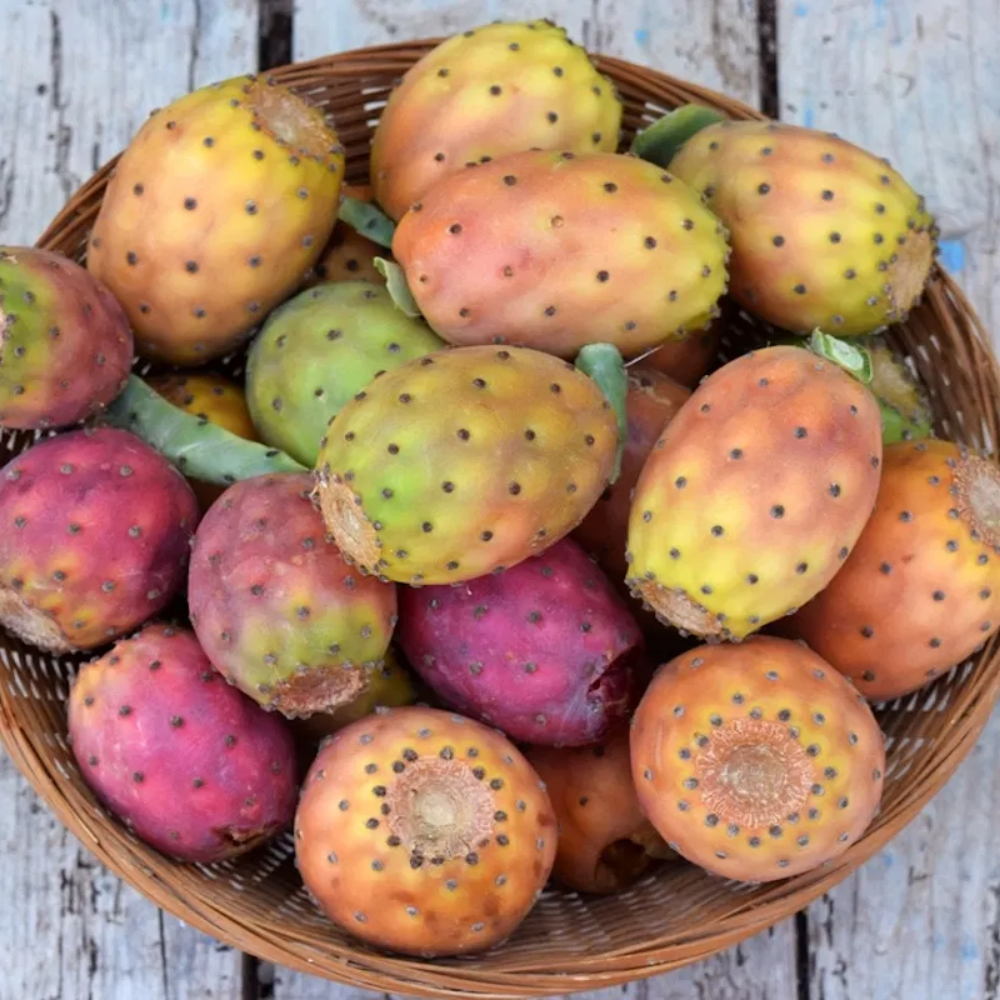 Tuna Verde Fruit Seeds for Planting - Tropical Gardens | Unique Green Fruit | Heirloom Seeds