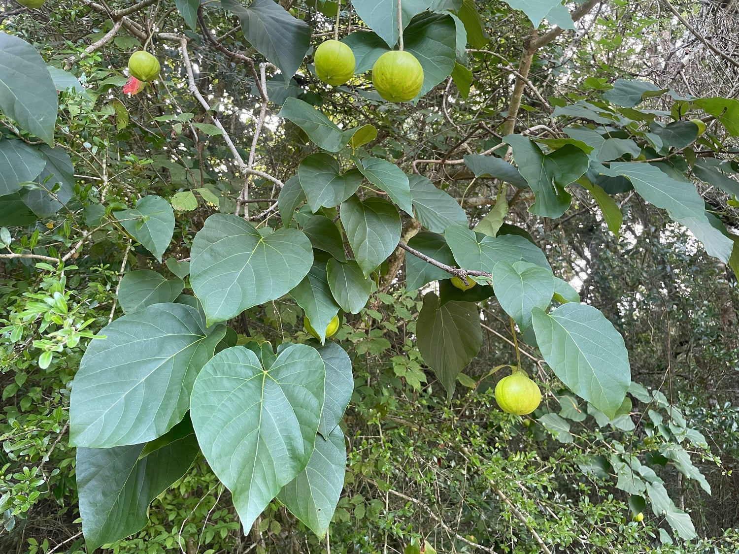 Tungoil Tree