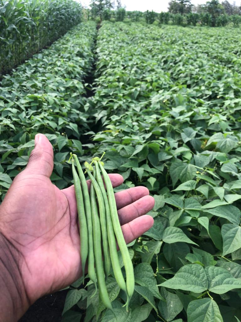 Blue Lake Stringless Green Pole Bean Seeds EASY HEARTY FLORIDA GROWN – Heirloom, Non-GMO, High Germination Organic Garden Seeds