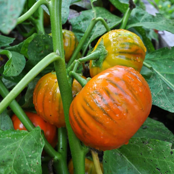 Eggplant Seeds - Turkish Orange