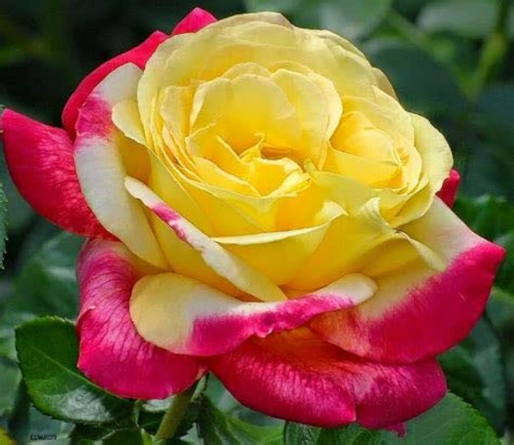 Rosa Spp. Seeds – Two-Tone White & Pink Rose Variety for Garden Beds ...