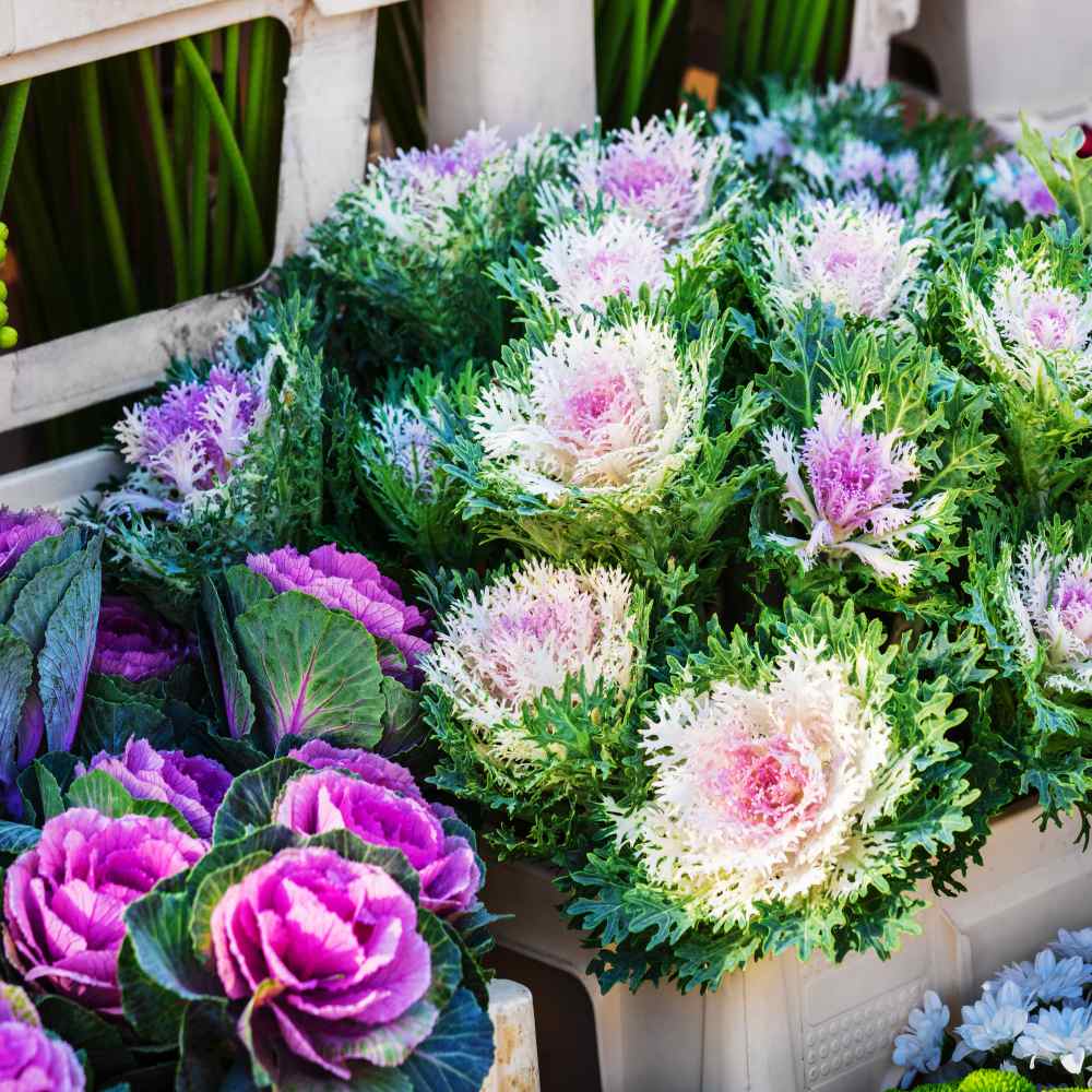 Ornamental Flowering Kale Seeds Mix – Decorative Leaves for Colorful Garden Texture