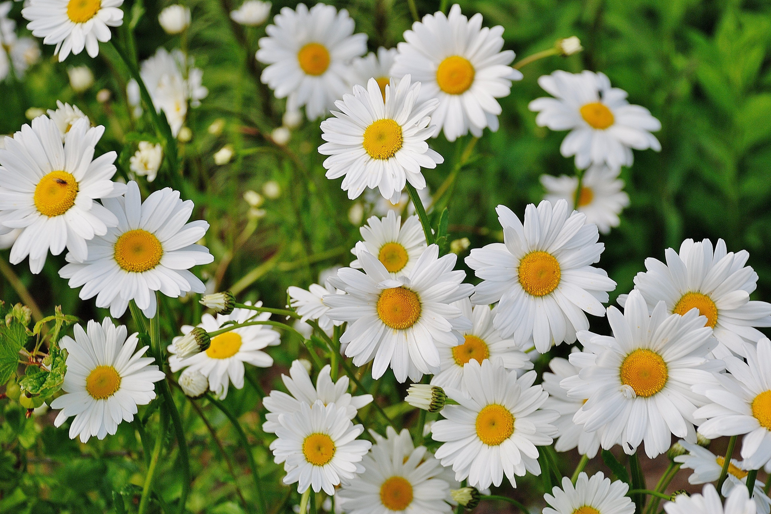 Argyranthemum ‘Biancaneve’ flower seeds – classic white daisy-like annual