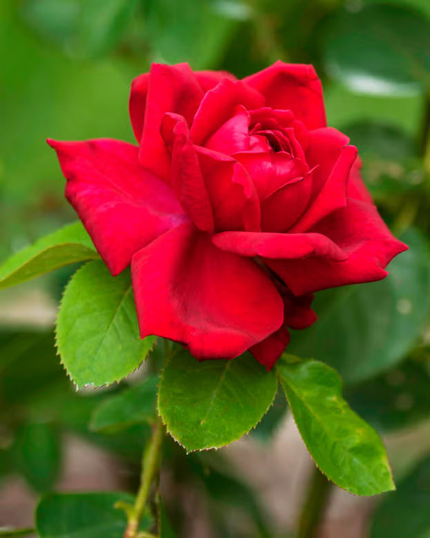 Red Rose Flower Seeds for Garden Lovers, Rose Flowering Seeds For Planting