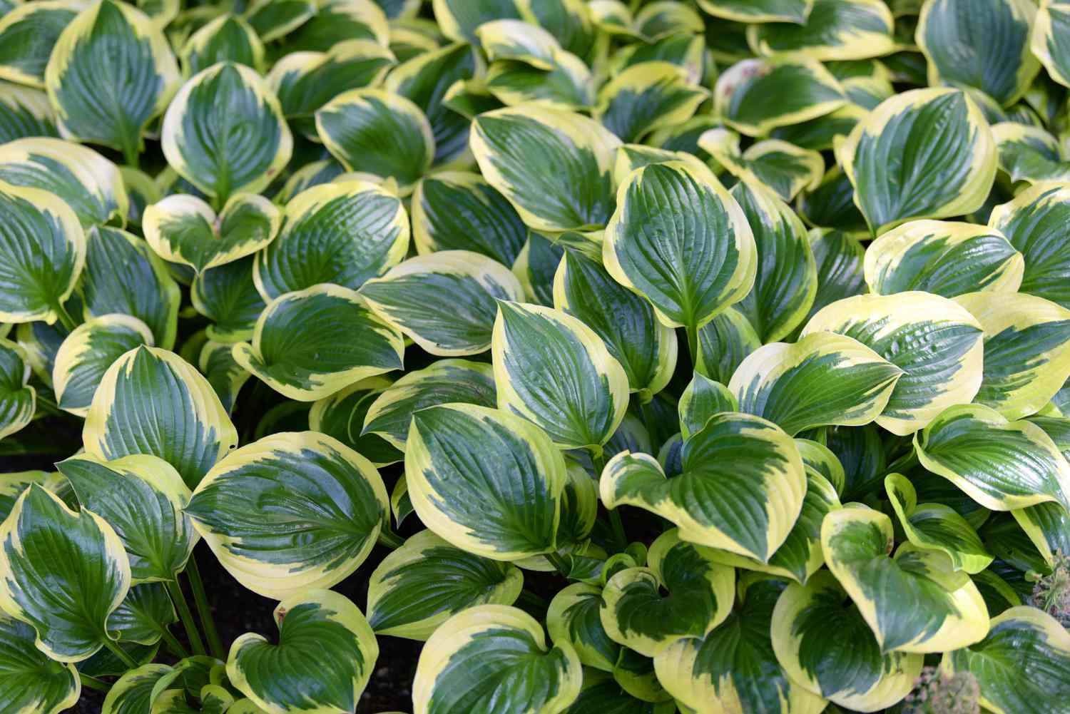 Hosta Americana