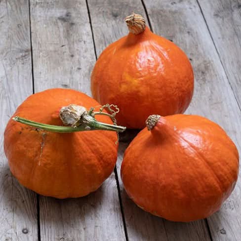 Uchiki Kuri Pumpkin Vegetable Seeds for Planting,Organic