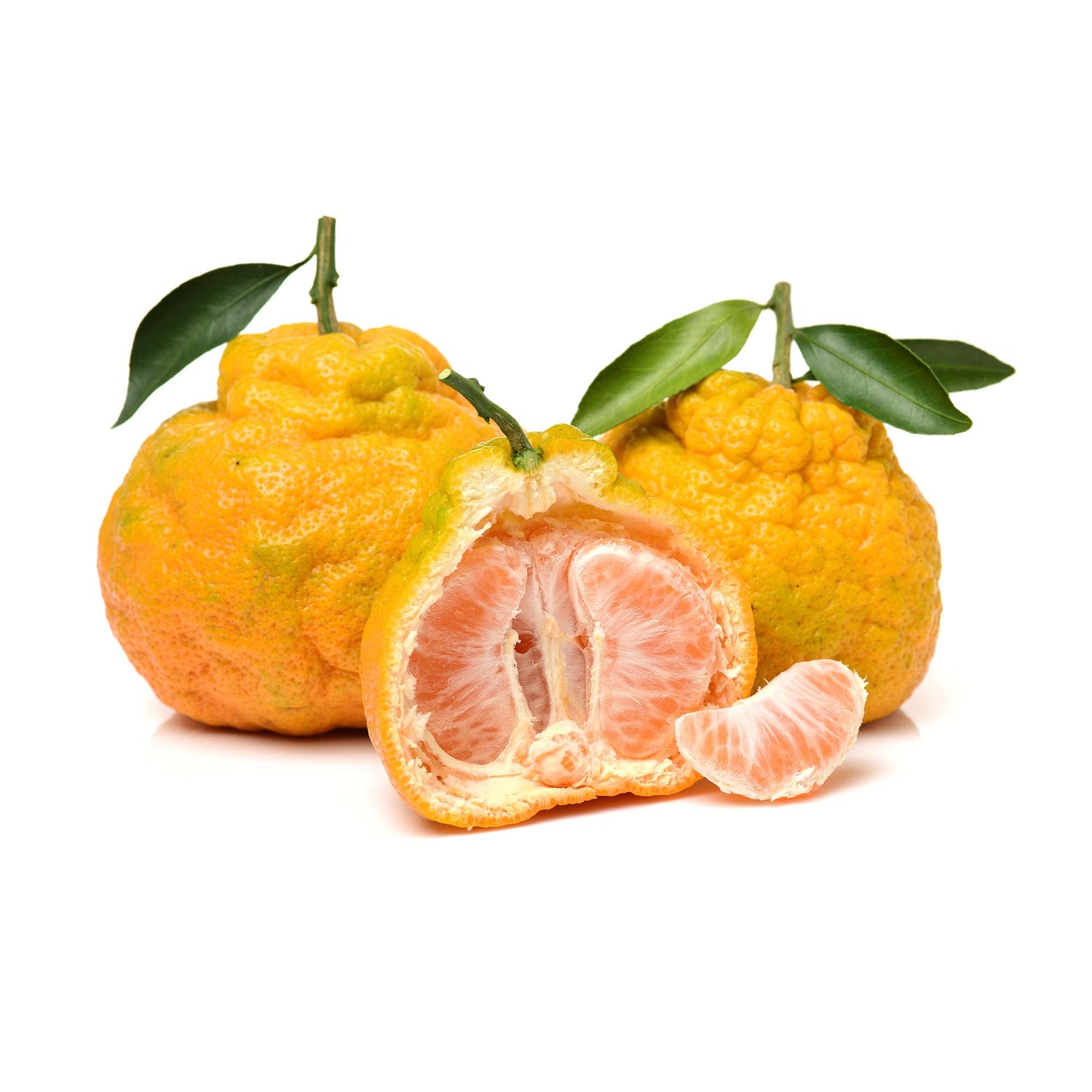 Jamaican Tangelo (Citrus × tangelo)