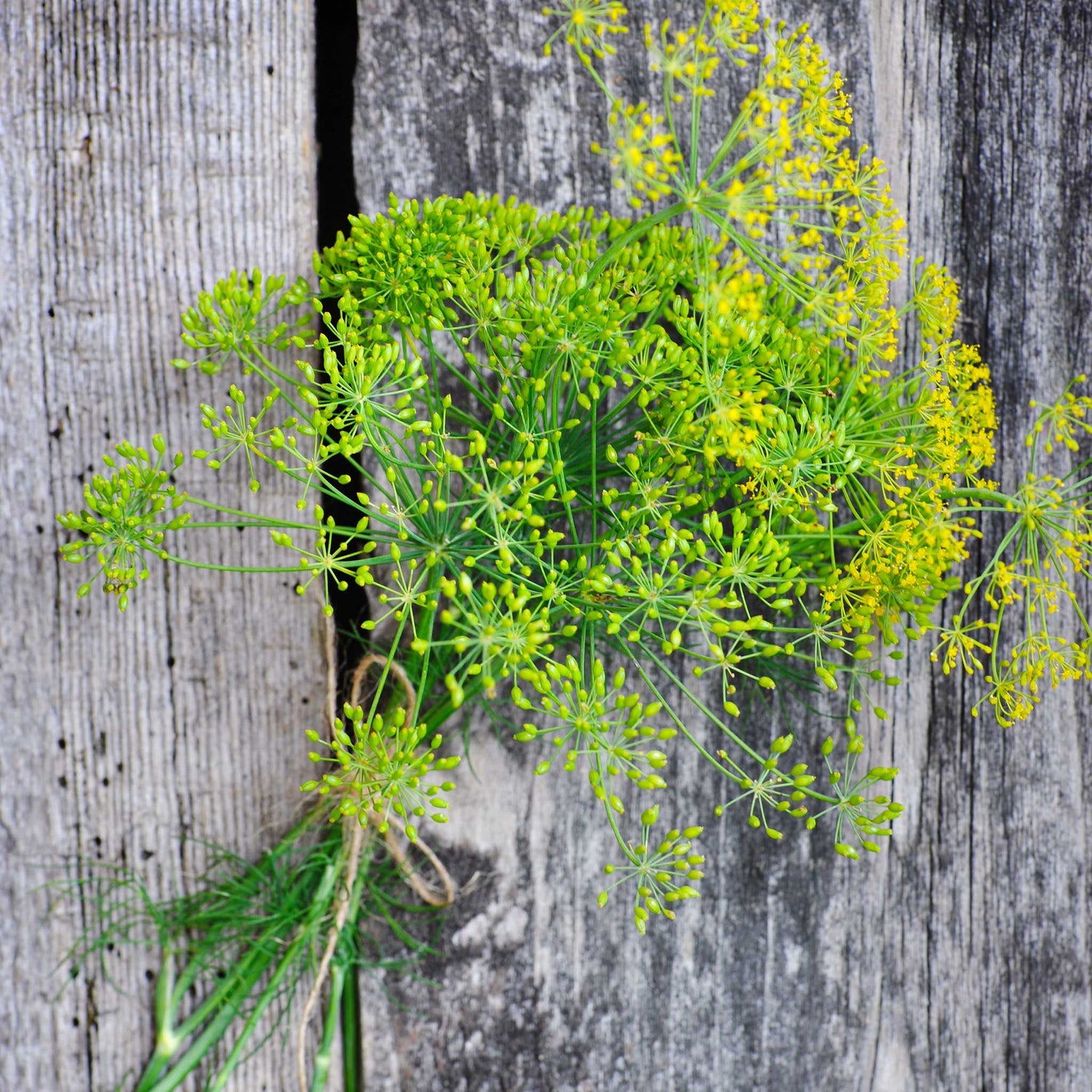 Dill Seeds - Long Island Mammoth