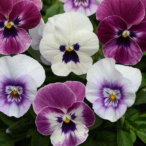 Viola Seeds - Sorbet XP Raspberry