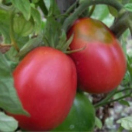 Ukrainian Pear Tomato Solanum lycopersicum vegetable seeds for planting in late - season home gardens - Dharaseeds