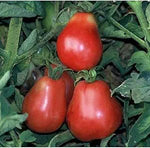 Ukrainian Pear Tomato Solanum lycopersicum vegetable seeds for planting in late - season home gardens - Dharaseeds