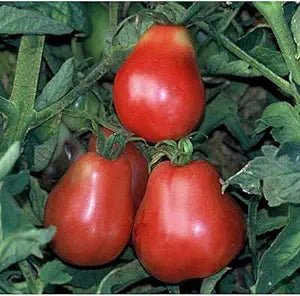 Ukrainian Pear Tomato Solanum lycopersicum vegetable seeds for planting in late - season home gardens - Dharaseeds