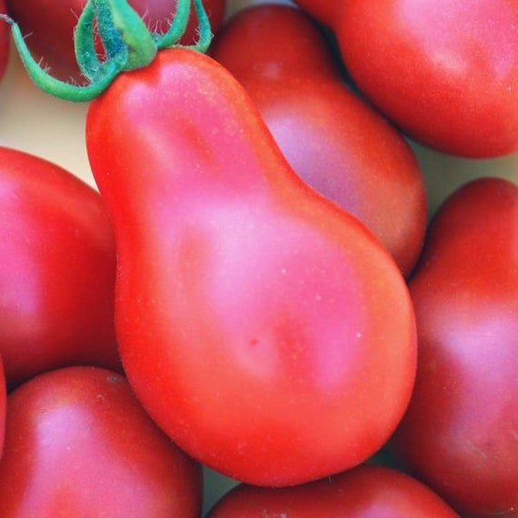 Ukrainian Pear Tomato Solanum lycopersicum vegetable seeds for planting in late - season home gardens - Dharaseeds