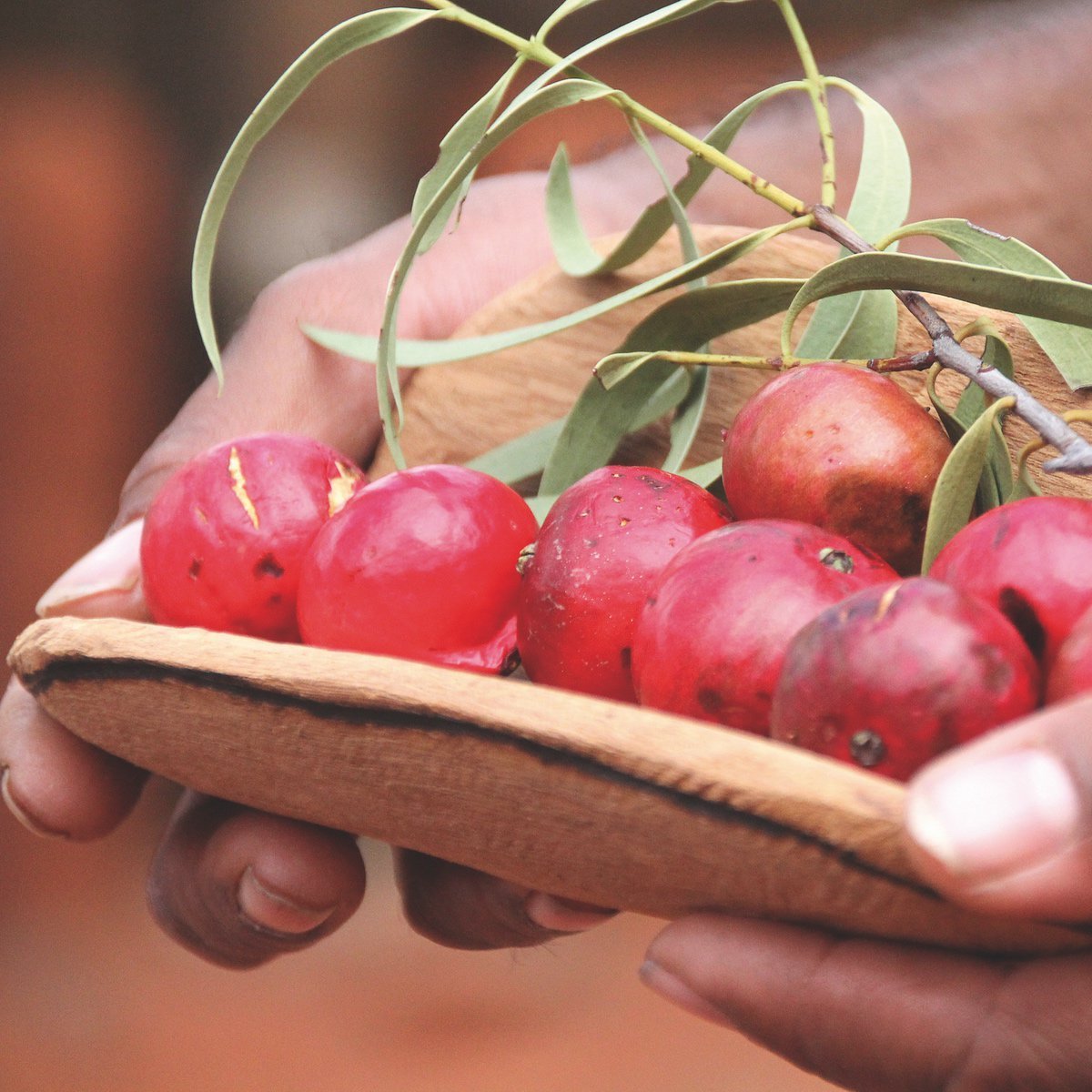 Desert Quandong (Santalum acuminatum)