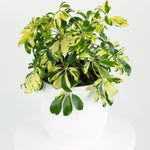 Umbrella plant seeds for indoor gardening Non-GMO heirloom seeds