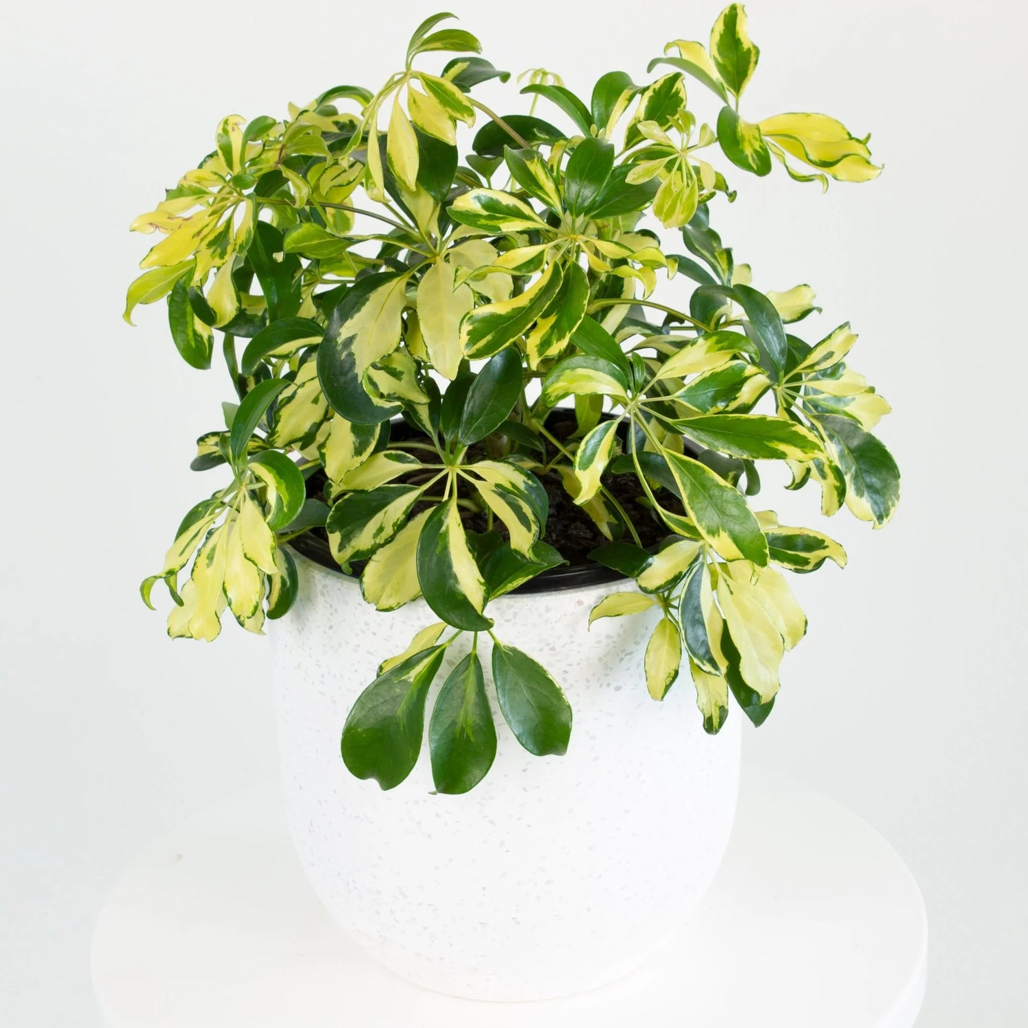 Umbrella plant seeds for indoor gardening Non-GMO heirloom seeds