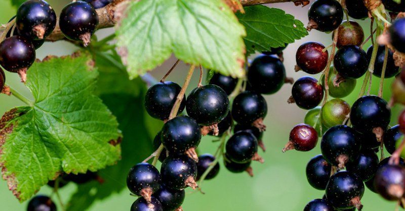 HUCKLEBERRY SEEDS, SCHWARTZENBEEREN BLACKBERRIES