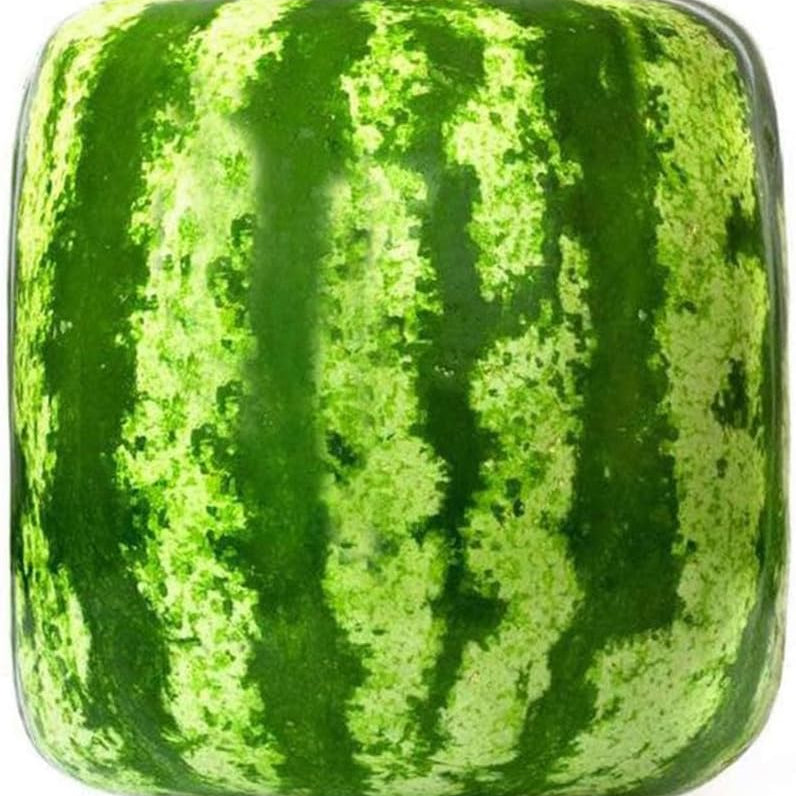 Unique watermelon seeds for home garden and outdoor planting