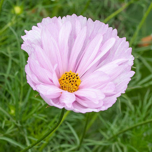 Cosmos Cupcakes Blush' Flower Seeds for Planting – Vibrant Blooms, Heirloom Garden Seeds - Cupcakes for planting in home garden