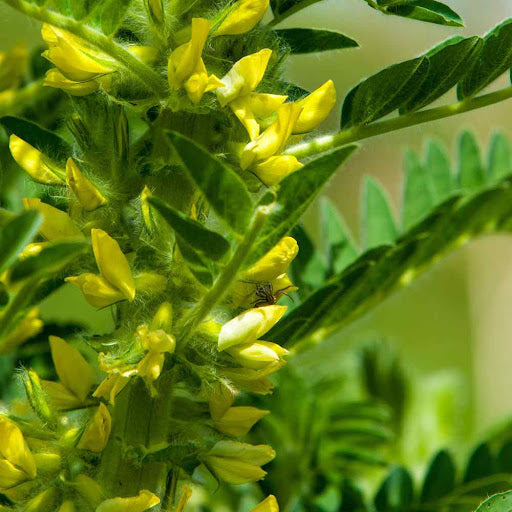 Astragalus Seeds for Planting – Immune-Boosting Herbs-Heirloom & Non-GMO Seeds for planting – Fresh Herb for Your Garden