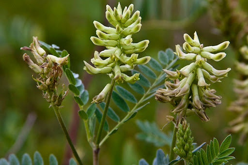 Astragalus racemosus Creamy Milk Vetch