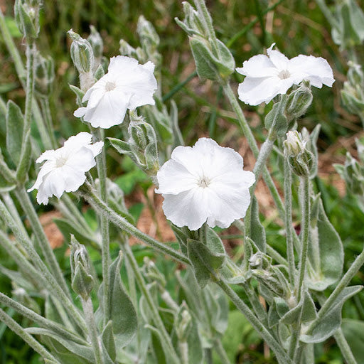 Rose Campion Alba Seeds