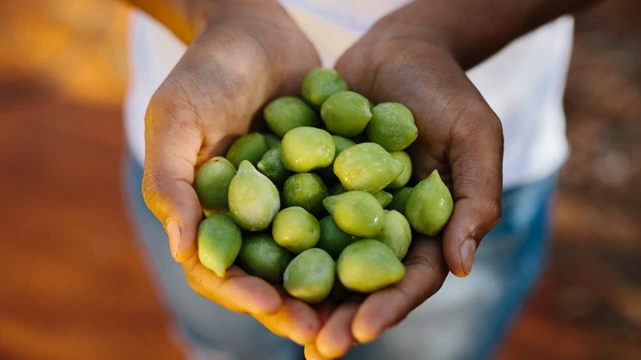 Kakadu Plum (Terminalia ferdinandiana)