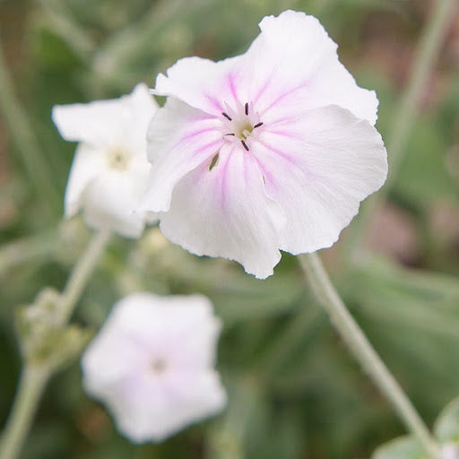 Rose Campion Angel's Blush