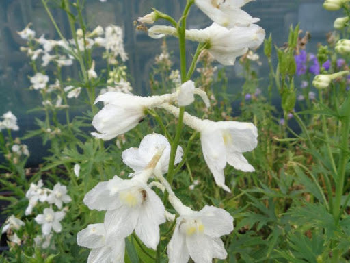 Delphinium 'Casa Bella' Seeds for Garden and Container Planting
