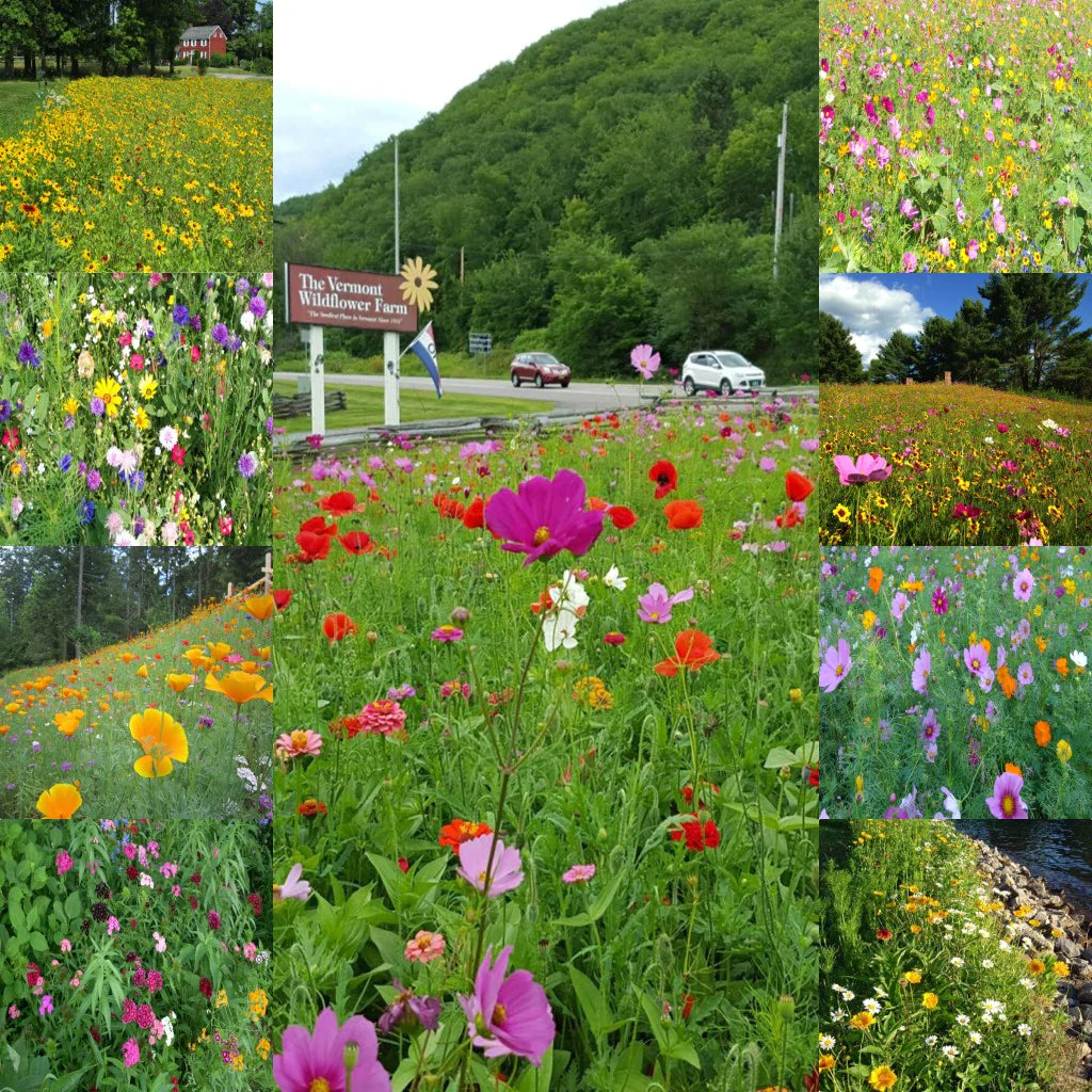 Vermont Wildflower Seed Mix