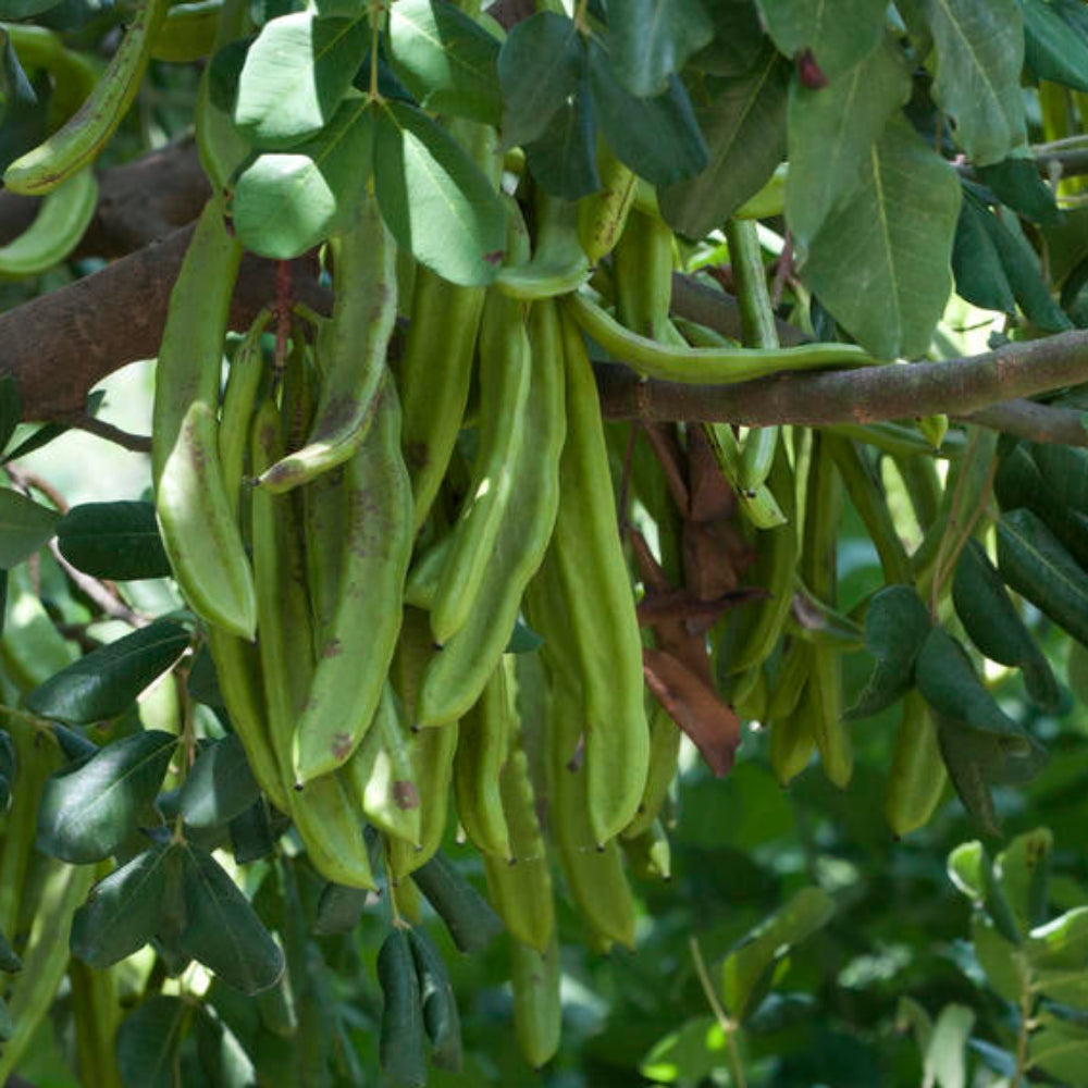 Carob Vegetable Seeds for Planting