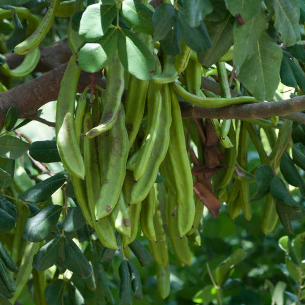 Carob Vegetable Seeds for Planting