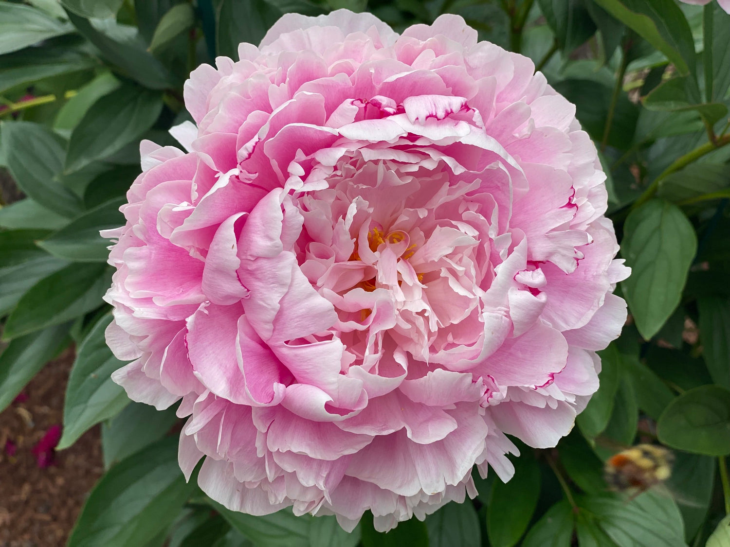 Peony Flower Seeds