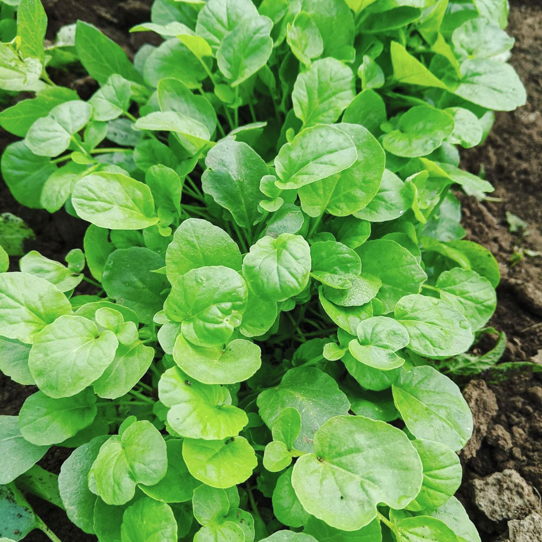 Upland Cress Seeds