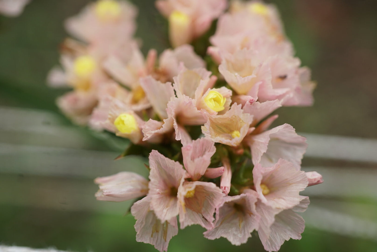 Statice Seeds - Apricot Beauty