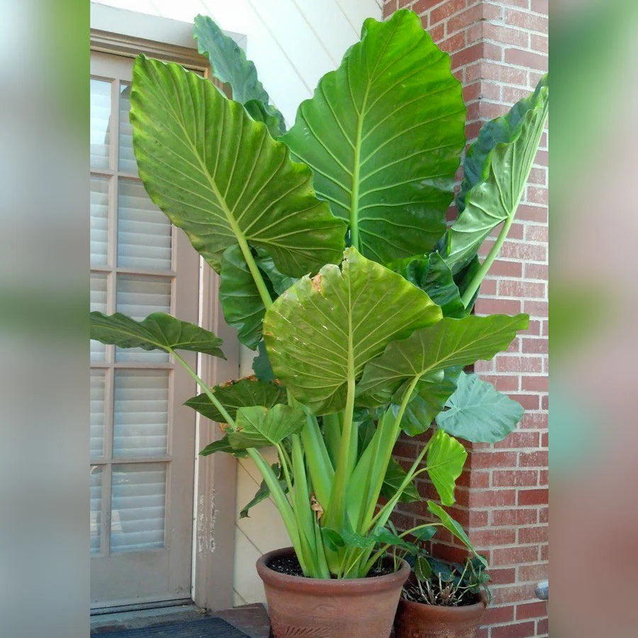 Alocasia Portora Ruffled Upright Elephant Ear Bulb